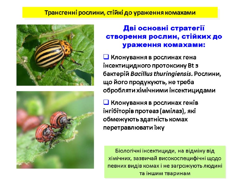 Трансгенні рослини, стійкі до ураження комахами Дві основні стратегії створення рослин, стійких до ураження